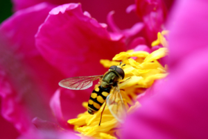 Bee & Flower in HD8411619906 300x200 - Bee & Flower in HD - Honey, flower